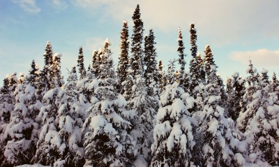 лес, снег