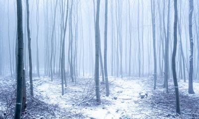 лес зима снег туман