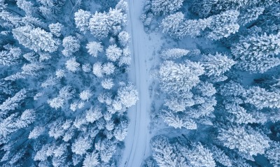лес деревья снег зима