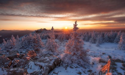деревья в снегу, на закате
