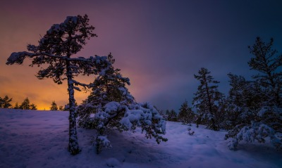 зима закат деревья снег