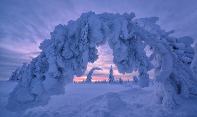 дерево арка зима снег иней