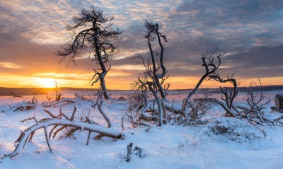 дерево ветви снег поле рассвет