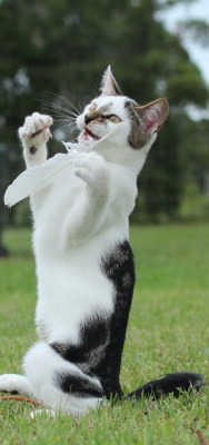 Кот играющайся с пером