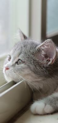 Кот серый окно