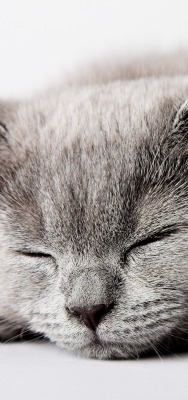 Котенок спит ушки