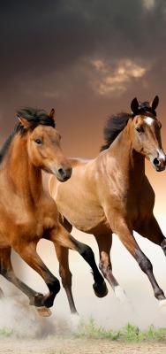 Пара лошади коричневые