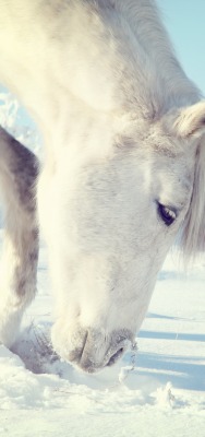 Белая лошадь снег зима