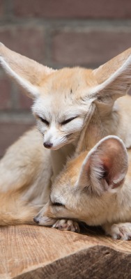 природа животные лисы