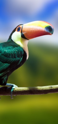 природа птица животное тукан