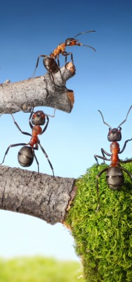 муравьи графика ветка
