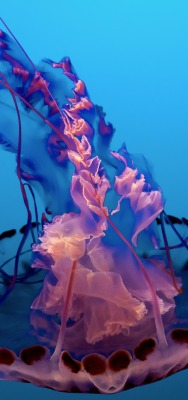 медуза глубина океан