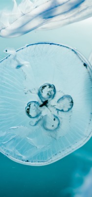 медуза вода океан под водой