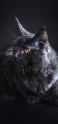 кот серый нибелунг черный фон