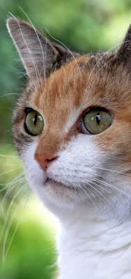 мордочка кот глаза взгляд