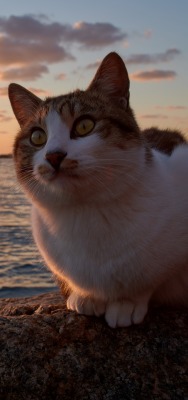 кот закат море камень