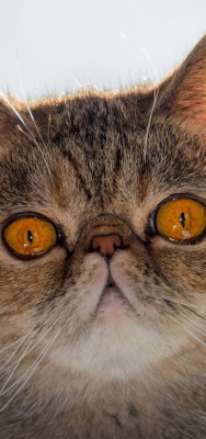 кот морда взгляд глаза