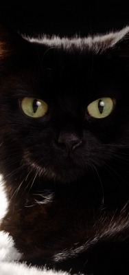 кот черный большие глаза