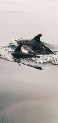 дельфины вода плавники