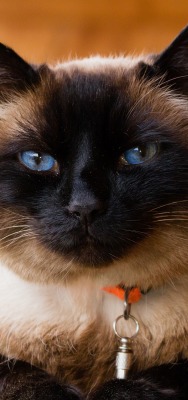 кот сеамский взгляд голубые глаза