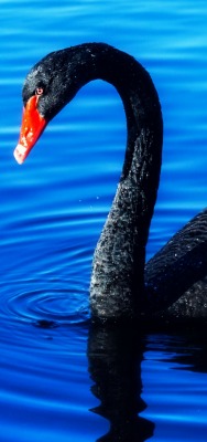 лебедь черный на воде шея