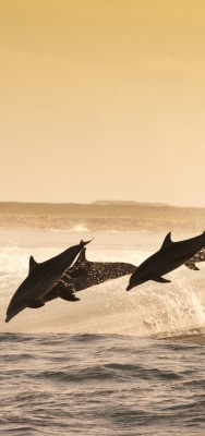 шторм волны дельфины море брызги