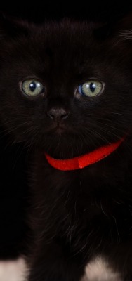 котенок черный пушистый ошейник