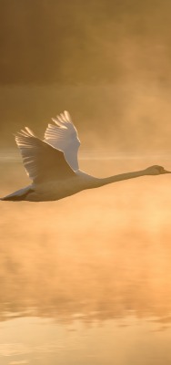лебедь полет крылья озеро испарение туман на закате