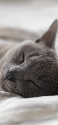 кот серый дымчатый спит покрывало