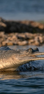 аллигатор болото крокодил