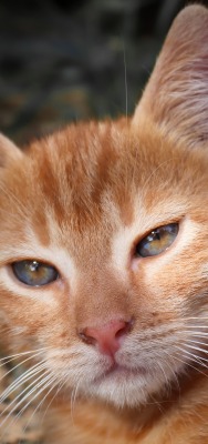 кот рыжий мордочка усы