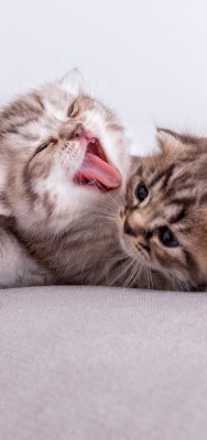 котята зевает подушка