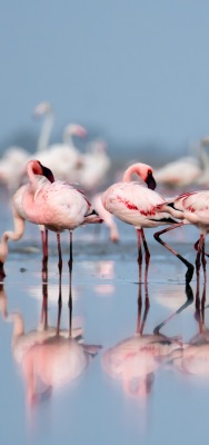 фламинго розовые отражение птицы стая