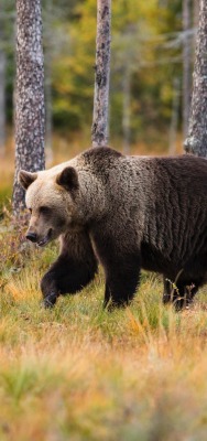 медведь бурый лес трава