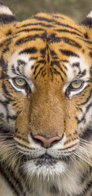 тигр морда хищник взгляд