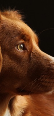 собака морда взгляд уши рыжий