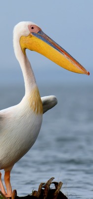 пеликан водоем озеро