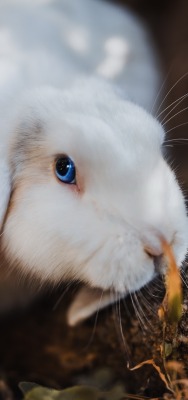 кролик бревно белый пушистый