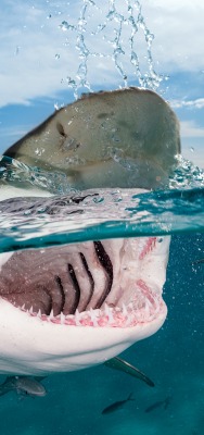 акула океан пасть вода