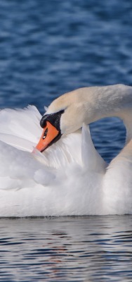 лебедь озеро белый