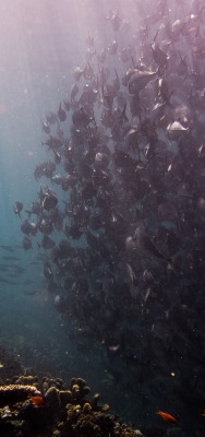 рыбы косяк океан под водой глубина