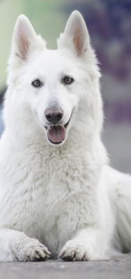 собака белая пес уши