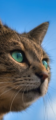 кот морда зеленые глаза