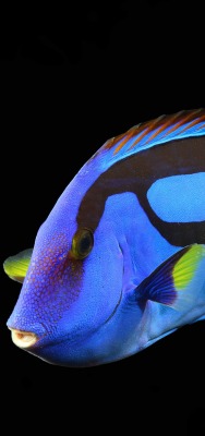 рыба синяя черынй фон