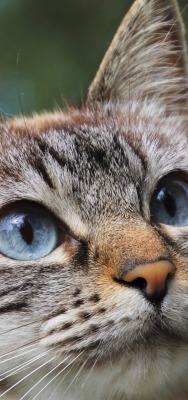 кот морда глаза уши