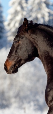 лошадь черный конь