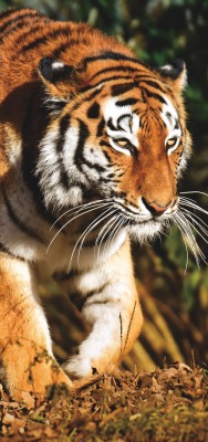 тигр хищник джунгли