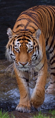 тигр хищник в воде