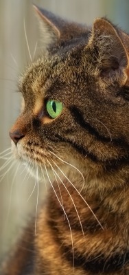 кот зеленые глаза пушистик в профиль
