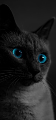 кот голубые глаза черный фон